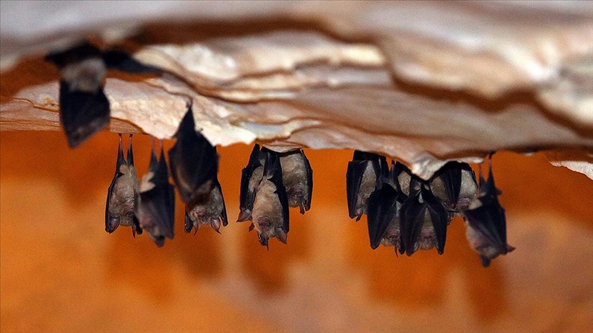 Binlerce yarasayı barındıran Dupnisa Mağarası turistlerin ilgi odağı oldu