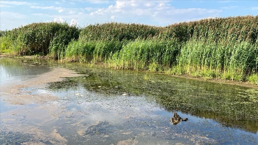 Uydu verileri, Oder Nehri'nde büyük çapta su yosunu yayıldığını ortaya koydu