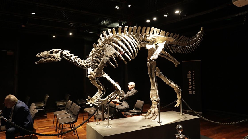 Paris'te 150 milyon yıllık dinozor iskeleti açık artırmayla 930 bin avroya satıldı