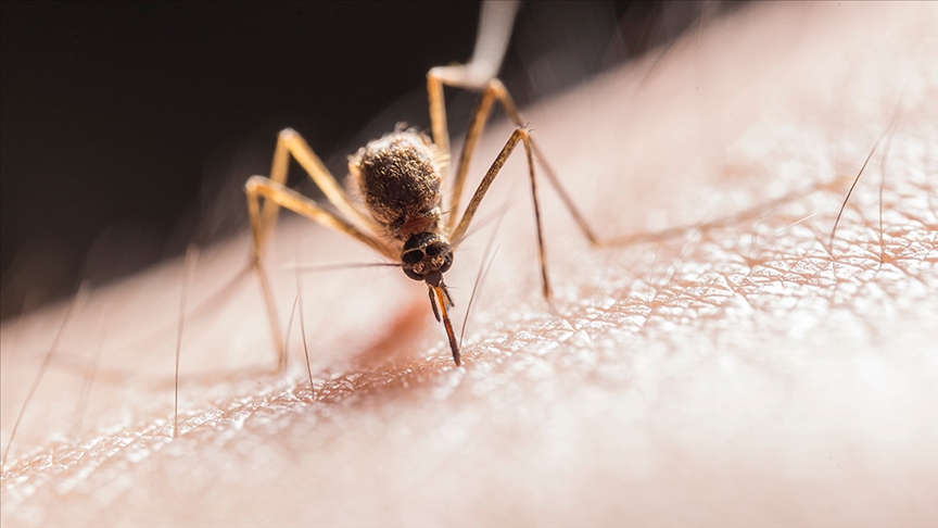 Buruli ülserine neden olan et yiyen bakterileri, sivrisinekler insanlara bulaştırıyor