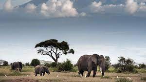 Botsvana, Almanya'yı 20 bin fil göndermekle tehdit etti