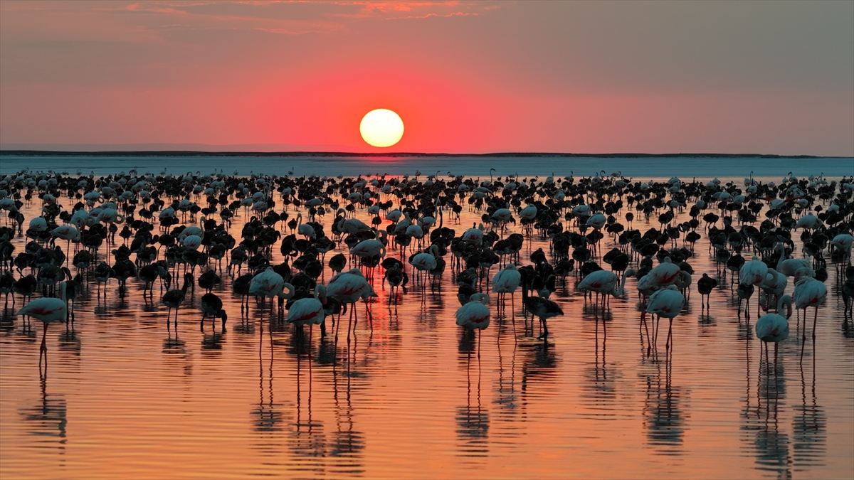 Tuz Gölü'nde son 5 yılın en yüksek flamingo yavrusu sayısına ulaşıldı